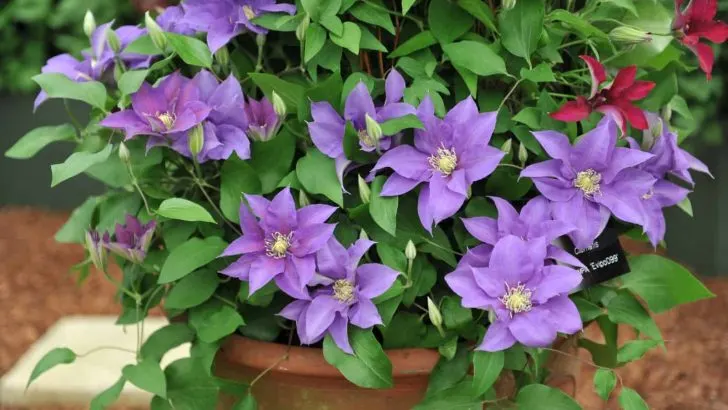 5 Hilfreiche Tipps Für Den Erfolgreichen Anbau Von Clematis In Töpfen