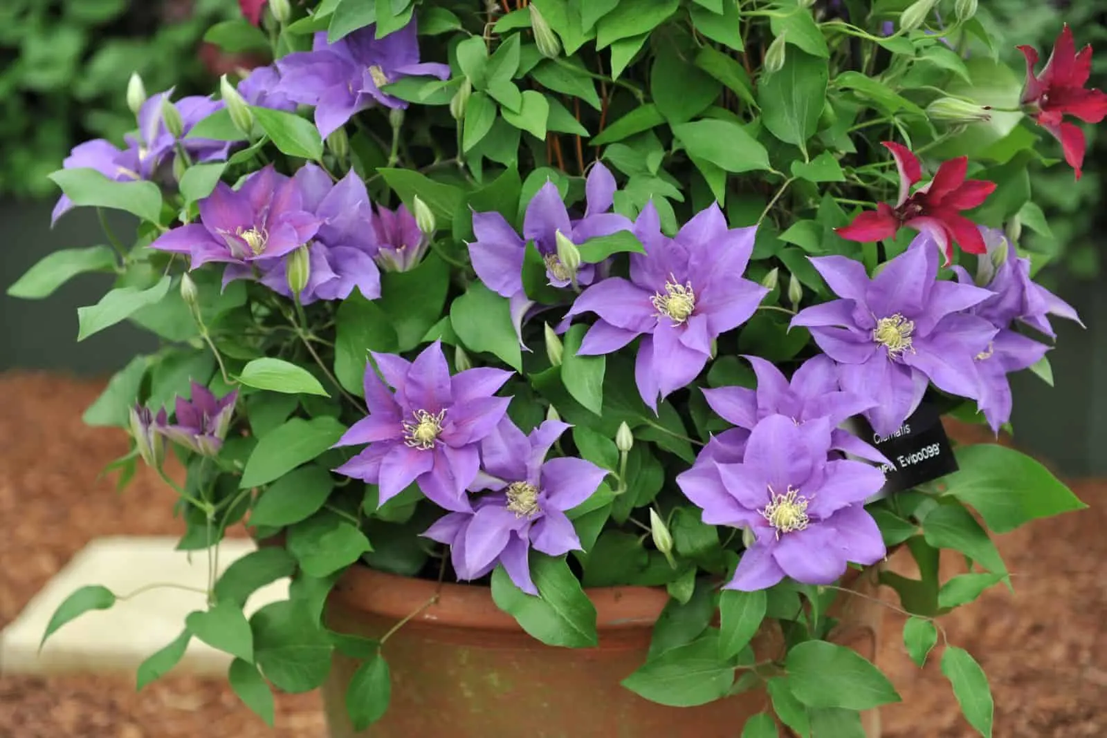 5 Hilfreiche Tipps Für Den Erfolgreichen Anbau Von Clematis In Töpfen