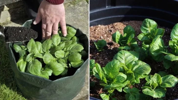 6 Expertentipps Für Den Anbau Von Kartoffeln In Behältern