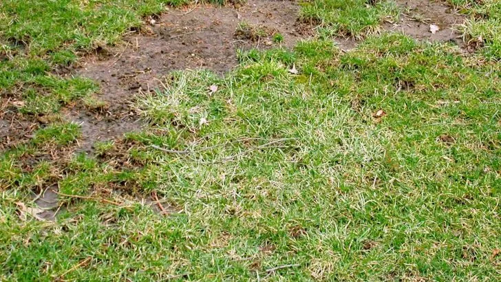 6 Möglichkeiten, Unansehnliche Kahle Stellen Im Garten Zu Behandeln