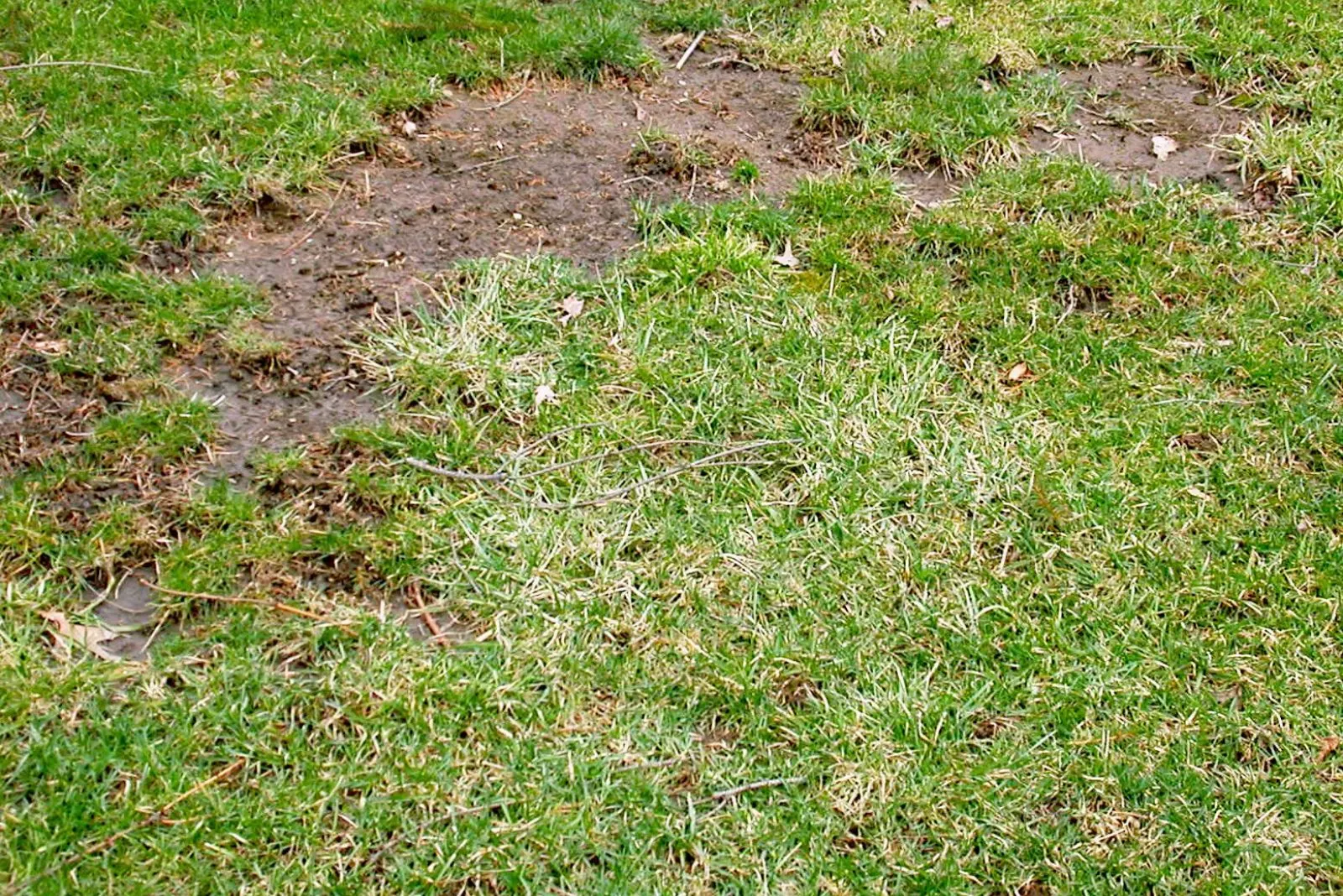 6 Möglichkeiten, Unansehnliche Kahle Stellen Im Garten Zu Behandeln