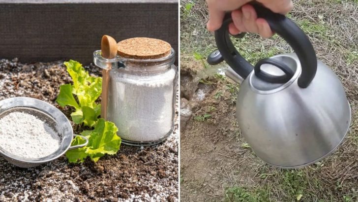 7 Methoden Ameisenhügel In Ihrem Garten Loszuwerden, Die Tatsächlich Funktionieren