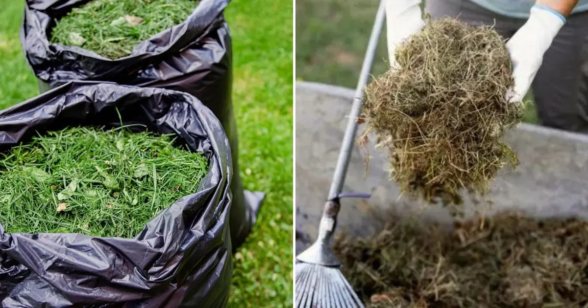 7 Möglichkeiten Grasschnitt Zu Verwenden, Anstatt Ihn Wegzuwerfen