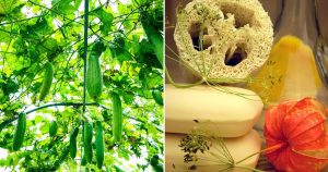 7 Tipps Für Den Anbau Von Luffa-Gurken & 9 Geniale Wege, Sie Zu Verwenden