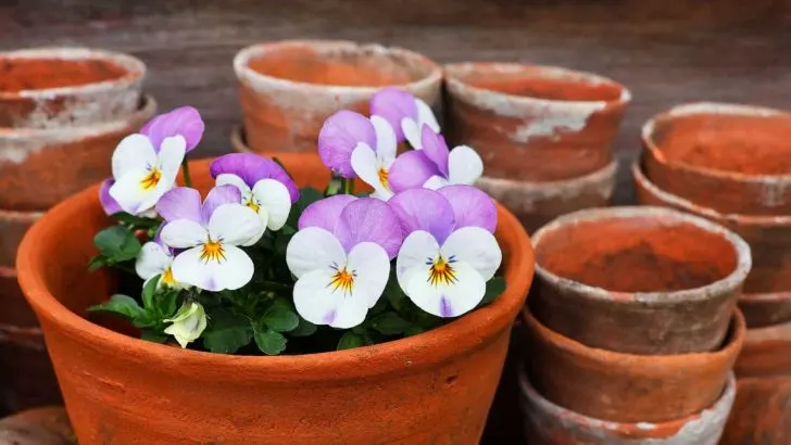 8 Dinge, Die Sie Über Terrakotta-Töpfe Wissen Sollten, Bevor Sie Diese Kaufen