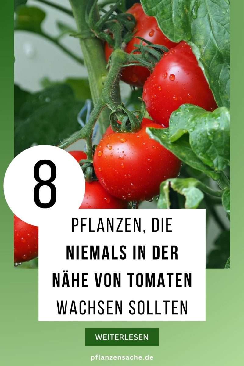 Tomaten Pflanzen Blatter