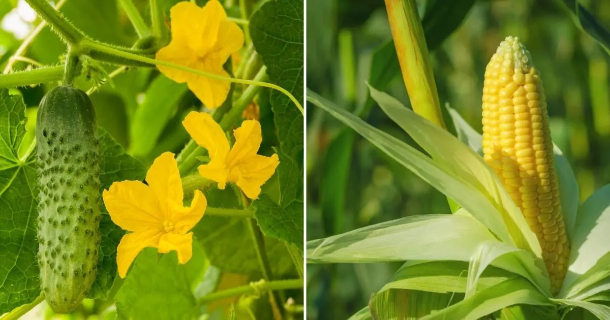 8 Pflanzen, Die Niemals In Der Nähe Von Tomaten Wachsen Sollten