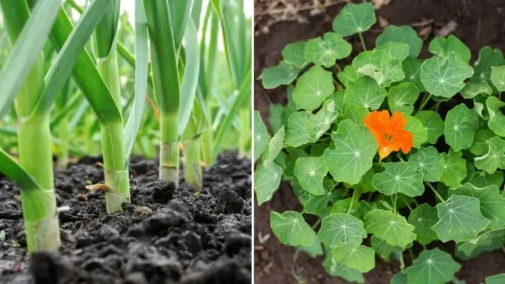 9 Fantastische Begleitpflanzen Für Tomaten Zur Schädlingsbekämpfung & Erhöhung Der Ernte