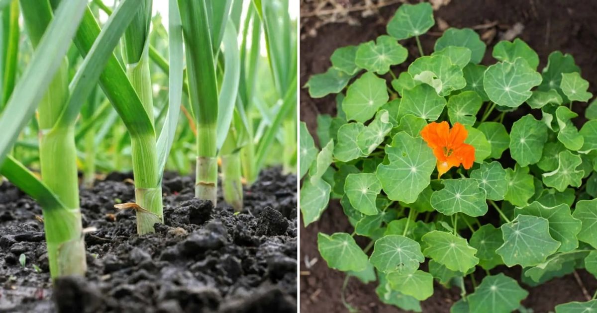 9 Fantastische Begleitpflanzen Für Tomaten Zur Schädlingsbekämpfung & Erhöhung Der Ernte