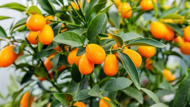 9 Obstbäume, Die In Innenräumen Wachsen Und Gedeihen Können