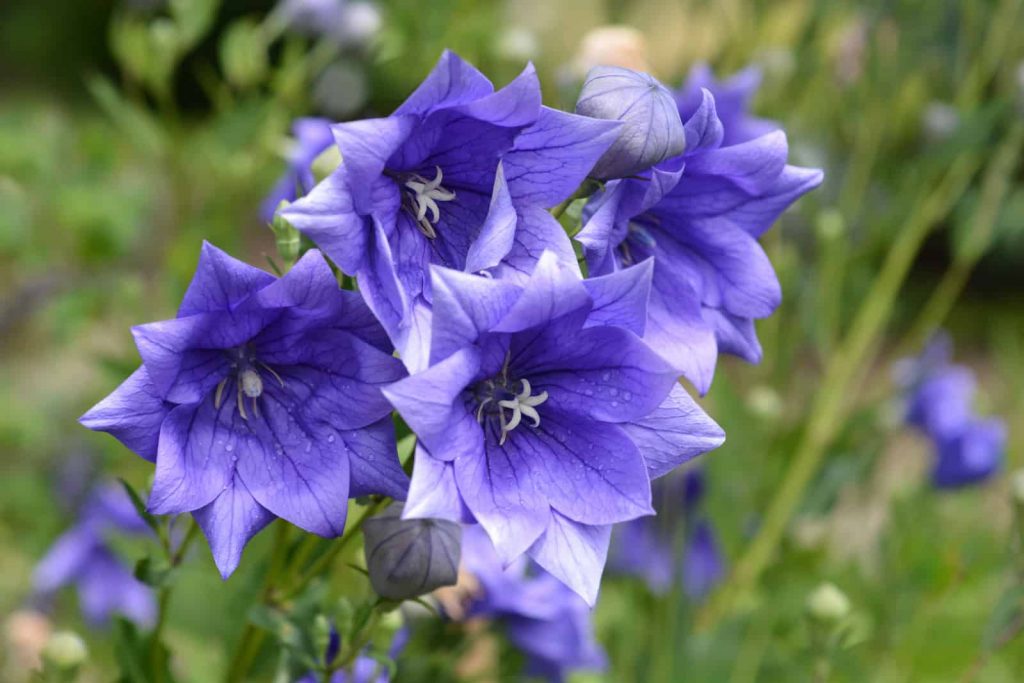 Ballonblume Doppelt Blau