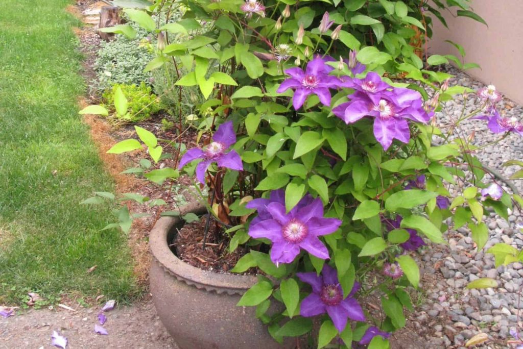 Clematis in einem grosen Steintopf