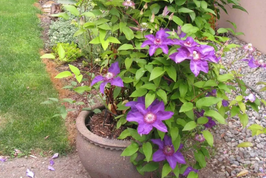 Clematis in einem grosen Steintopf