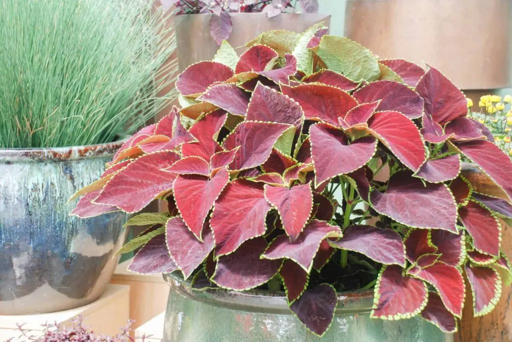 Coleus Pflanze 1