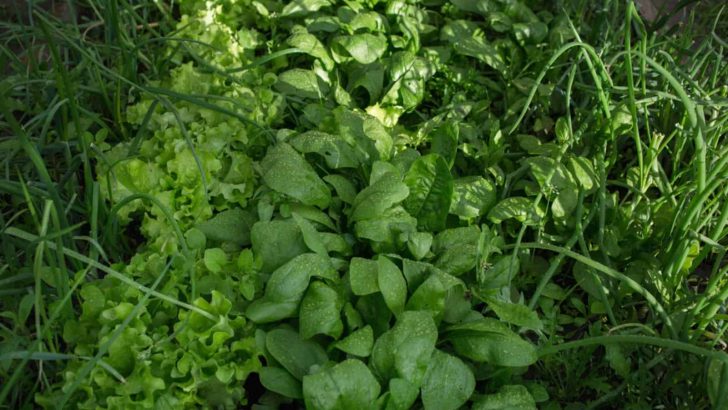 Die 6 Besten Begleitpflanzen Für Spinat Für Maximalen Ernteerfolg!
