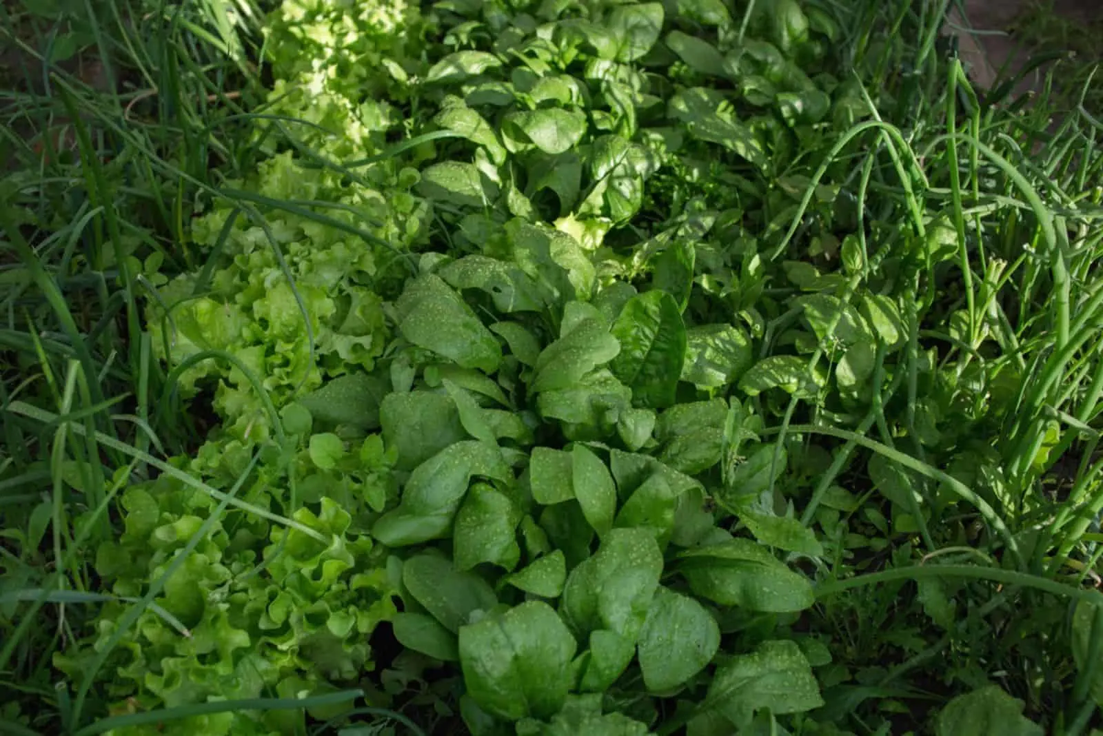 Die 6 Besten Begleitpflanzen Für Spinat Für Maximalen Ernteerfolg