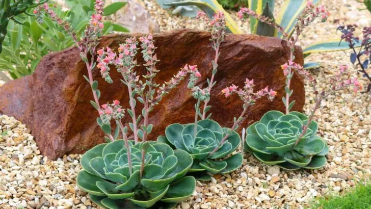 Diese Pflanzen Werden Die Sommerhitze Problemlos Überstehen