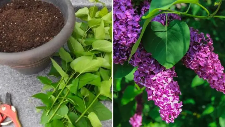 Ein Vollständiger Guide Für Die Vermehrung Von Flieder