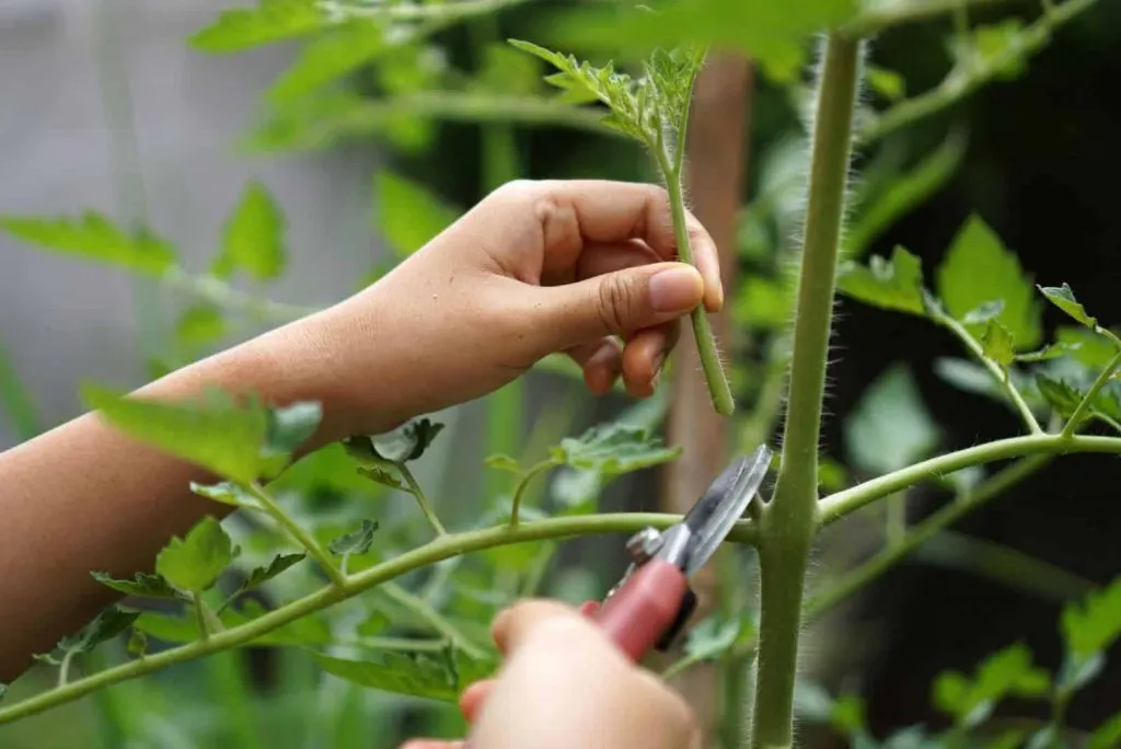 Eine Frau schneidet einen Tomatenstiel ab