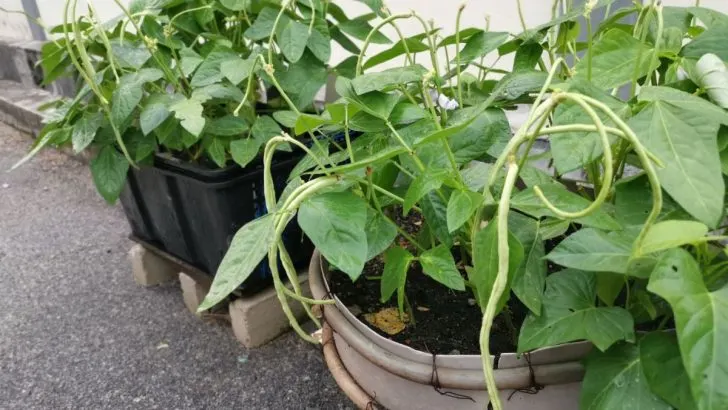 Entdecken Sie 15 Gemüsesorten, Die Sich Perfekt Für Den Topfgarten Eignen