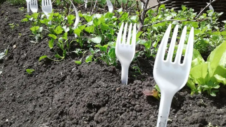 Entdecken Sie, Wie Sie Mit Plastikgabeln Tiere Aus Ihrem Gemüsegarten Fernhalten Können