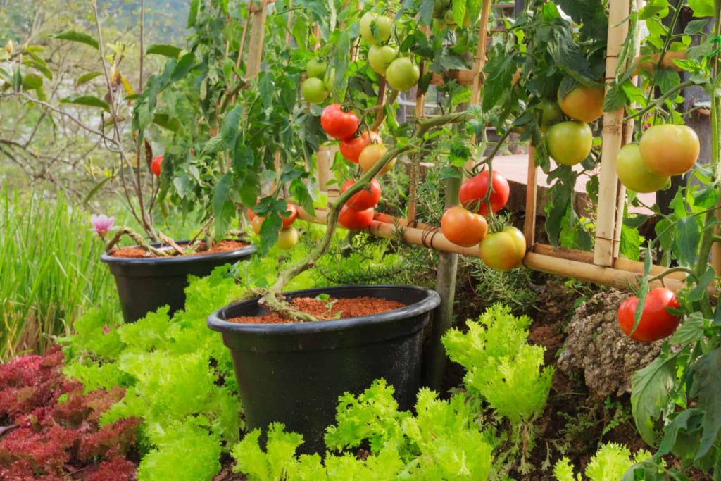 Frische Tomaten und Salat im ungiftigen Gemusegarten