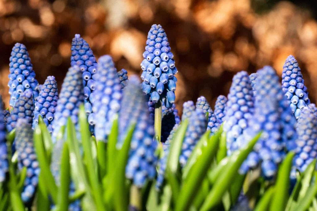 Gewohnliche Traubenhyazinthe in einem Korb in einem hollandischen Garten