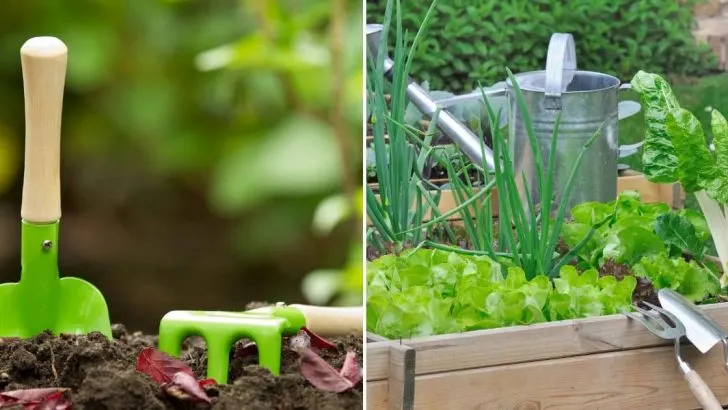 Grüner Daumen, Aber Kein Geld? Tipps Für Einen Null-Kosten-Gemüsegarten