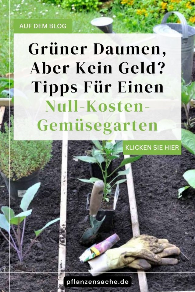 Grüner Daumen, Aber Kein Geld? Tipps Für Einen NullKostenGemüsegarten