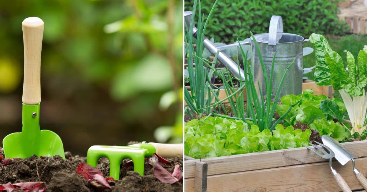 Grüner Daumen, Aber Kein Geld? Tipps Für Einen NullKostenGemüsegarten