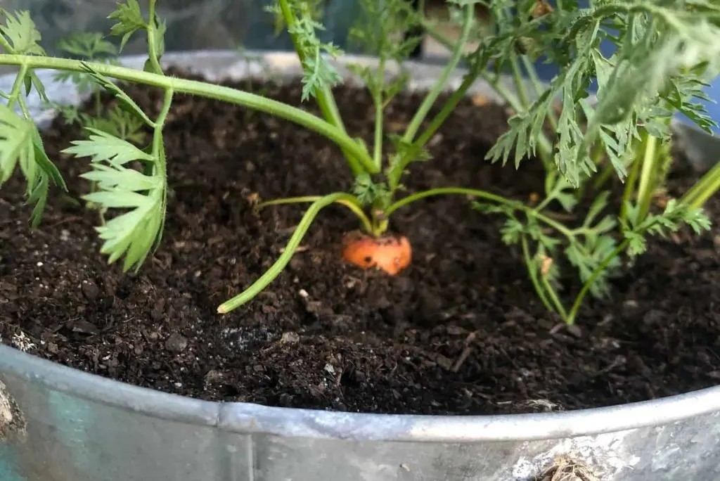 Karotten in einem Eimer anbauen