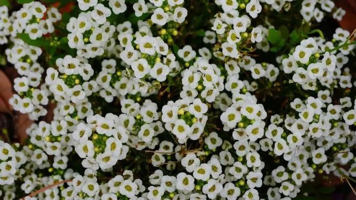 Meiden Sie Ihren Rasen Nicht Länger, Pflanzen Sie Stattdessen Diese 11 Begehbaren Bodendecker