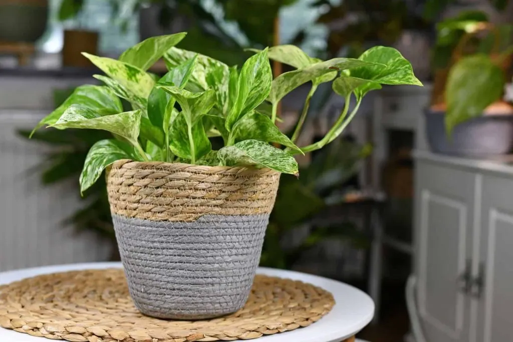 Pothos in einem Weidentopf auf dem Tisch