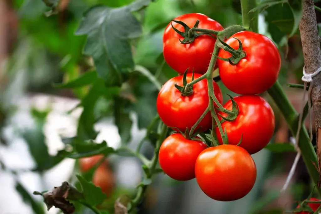 Reife rote Bio Tomate im Gewachshaus