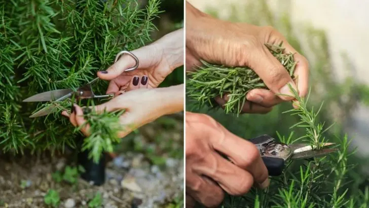 Rosmarin Zurückschneiden Wie Ein Profi Mit Diesen Expertentipps