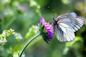 Starten Sie Ihren Eigenen Schmetterlingsgarten Mit Diesen 13 Verführerischen Pflanzen