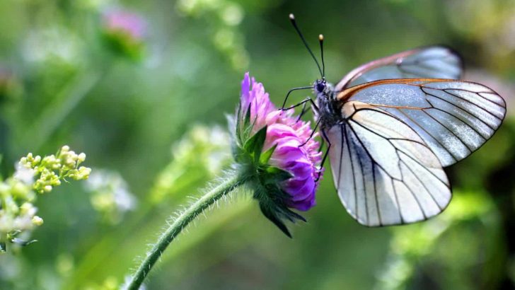 Starten Sie Ihren Eigenen Schmetterlingsgarten Mit Diesen 13 Verführerischen Pflanzen