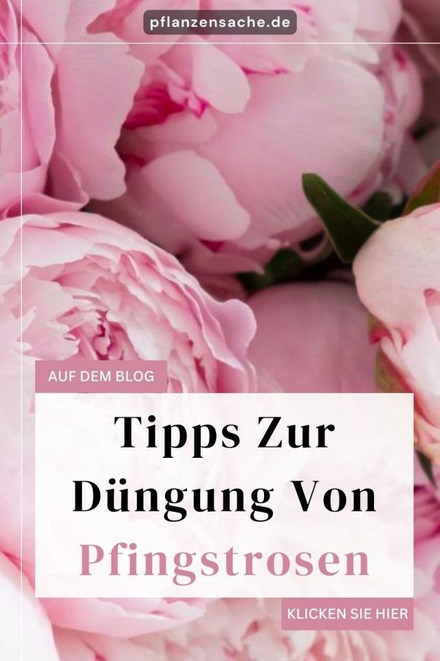 Vollständige Anleitung Zur Düngung Von Pfingstrosen