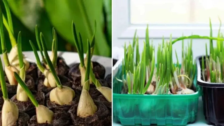 Top-Tipps Für Den Anbau Eines Endlosen Vorrats An Knoblauch Zu Hause