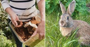 Verwenden Sie Kaffeesatz, Um Kaninchen Aus Ihrem Garten Fernzuhalten