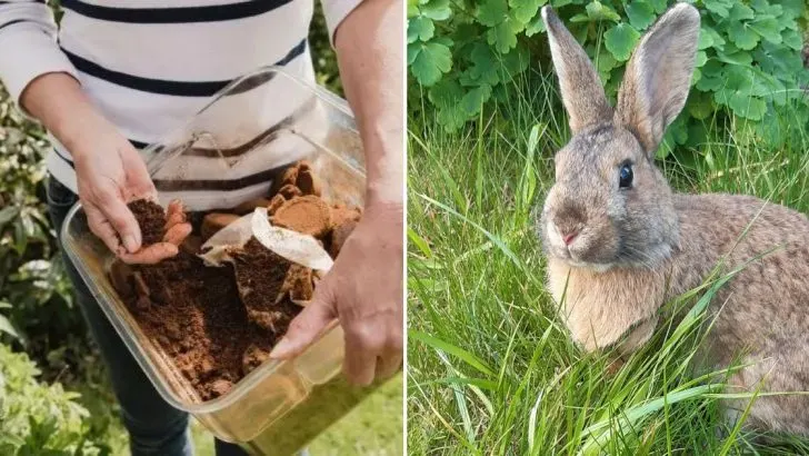 Verwenden Sie Kaffeesatz, Um Kaninchen Aus Ihrem Garten Fernzuhalten