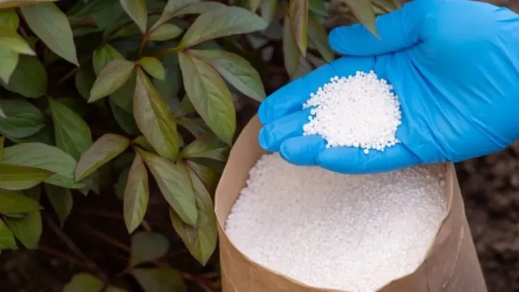 Vollständige Anleitung Zur Düngung Von Pfingstrosen