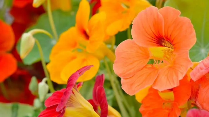 Vollständiger Guide Von Der Pflanzung Bis Zur Ernte: Wie Züchtet Man Kapuzinerkresse?