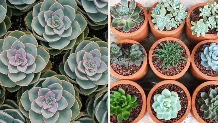 Vom Kleinsten Zum Größten: Wie Groß Werden Sukkulenten?