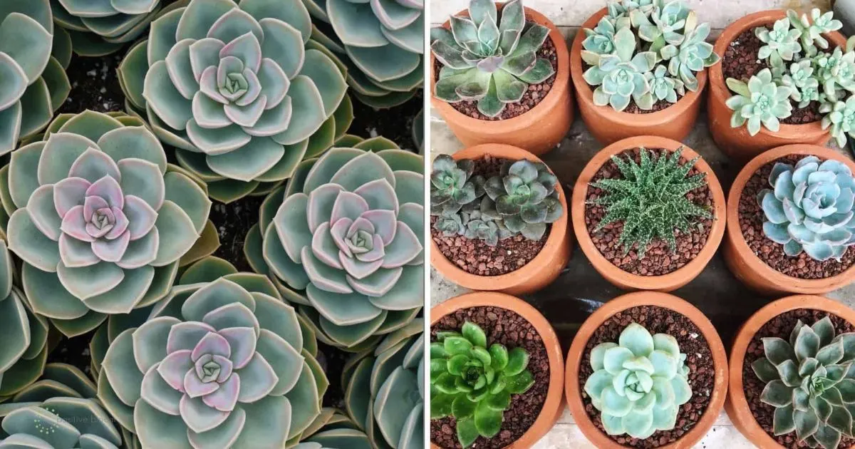 Vom Kleinsten Zum Gr&ouml;&szlig;ten Wie Gro&szlig; Werden Sukkulenten