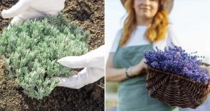 Von Dem Samen Bis Zur Keimung Tipps Und Tricks Für Den Anbau Von Lavendel + Pflegetipps