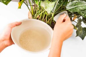 Vor- Und Nachteile Der Verwendung von Reiswasser Für Pflanzen + Die Beste Methode
