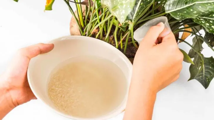 Vor- Und Nachteile Der Verwendung von Reiswasser Für Pflanzen + Die Beste Methode