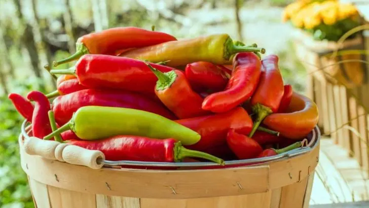 Wann sollte man Peperoni pflücken: Die 5 Anzeichen