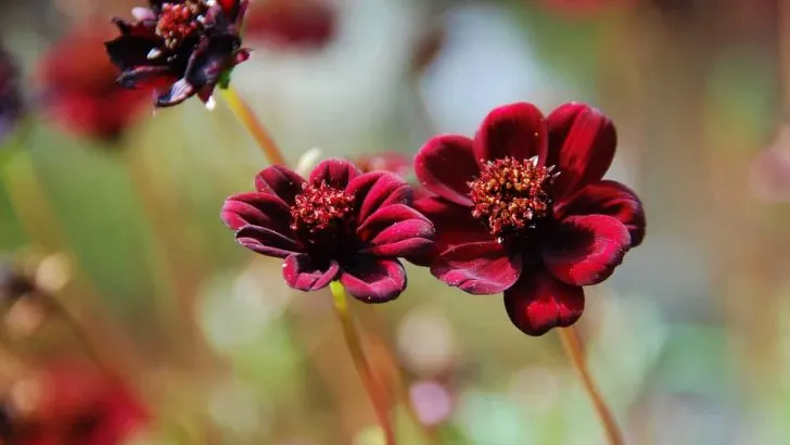 Warum Ist Schokoladenblume Besonders? Die Wahre Bedeutung